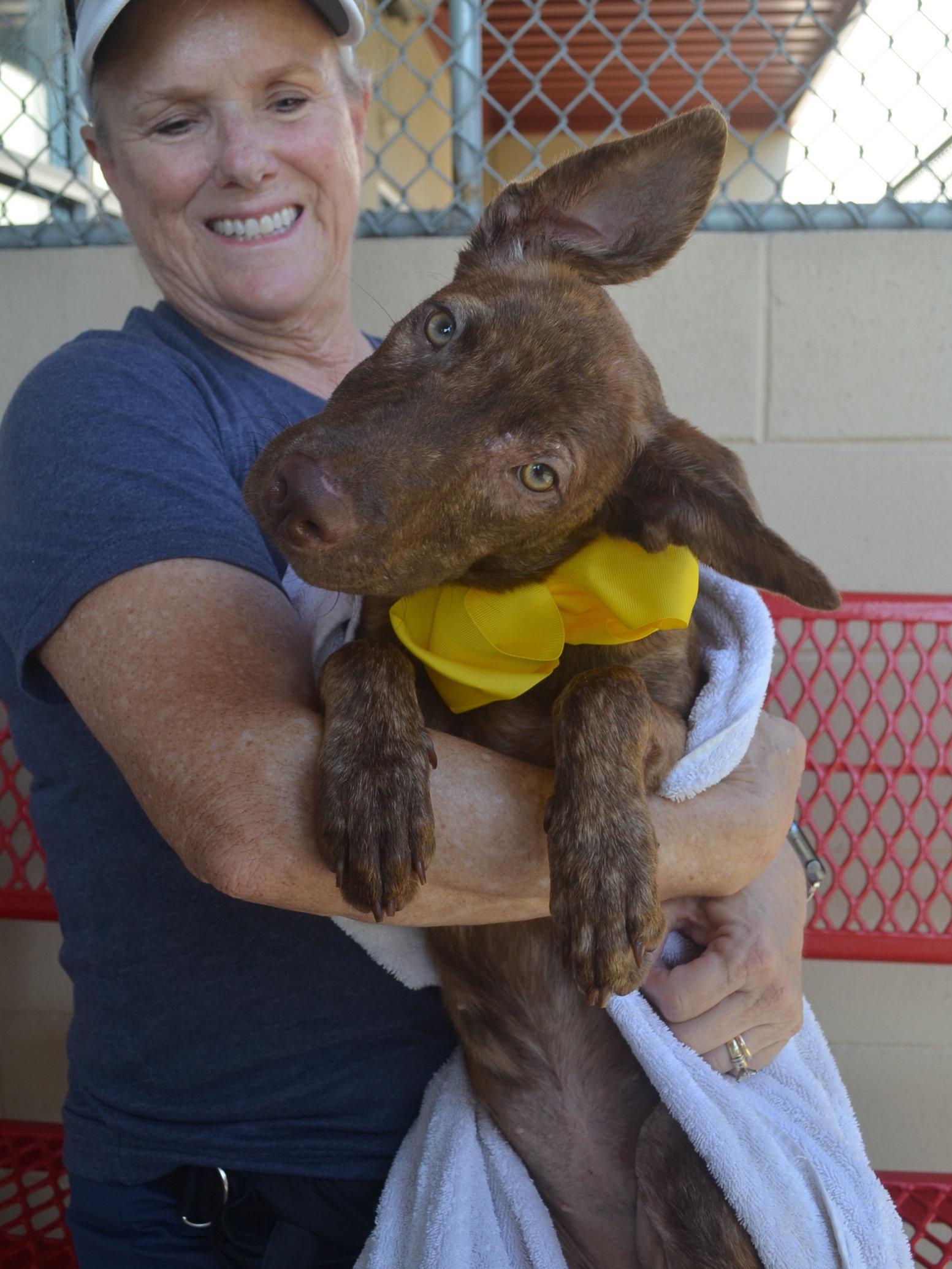 Salah, a Adoptable Mixed Breed in McKinney, TX image 1/2