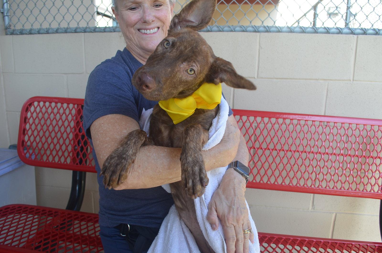 Salah, a Adoptable Mixed Breed in McKinney, TX image 2/2