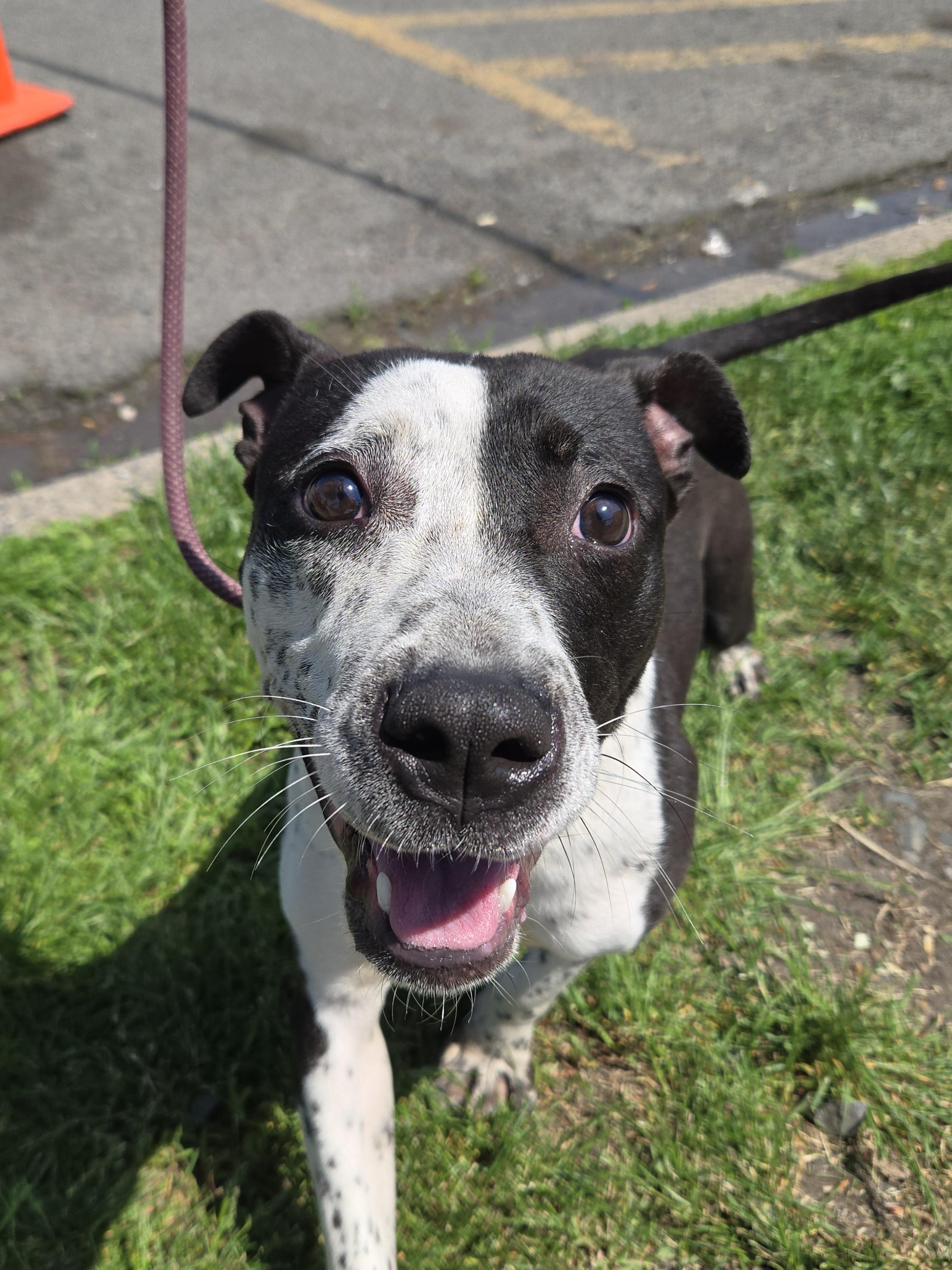 Enlarge Waldo, a ADOPTABLE mixed breed in Trenton, NJ image 1/1