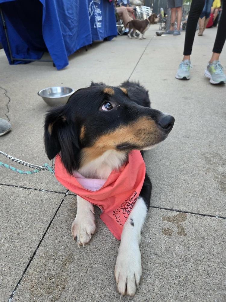 Mikey, a Adoptable mixed breed in Peoria, IL image 1/6