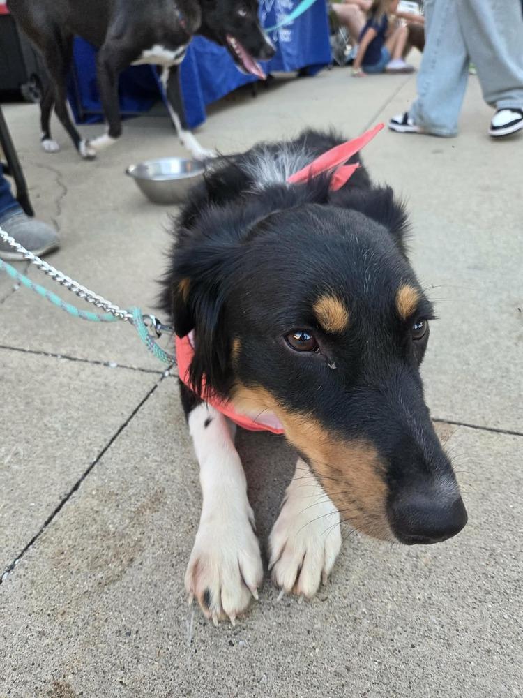 Mikey, a Adoptable mixed breed in Peoria, IL image 2/6