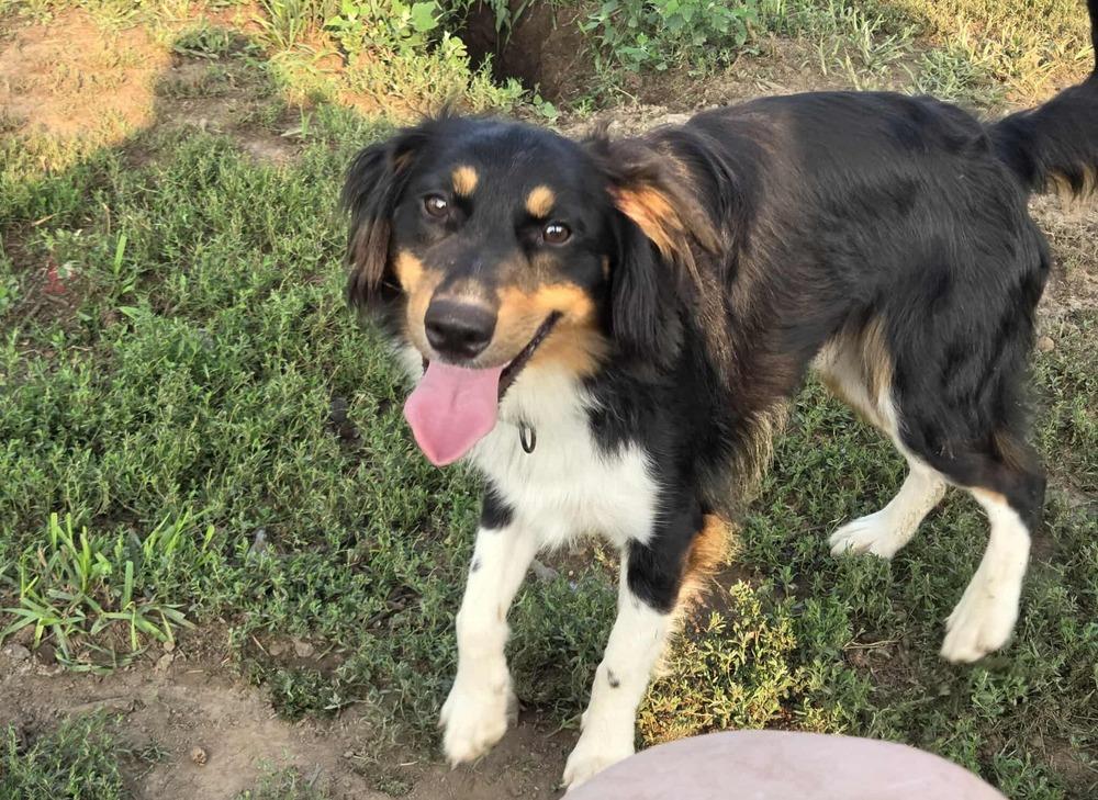 Mikey, a Adoptable mixed breed in Peoria, IL image 5/6