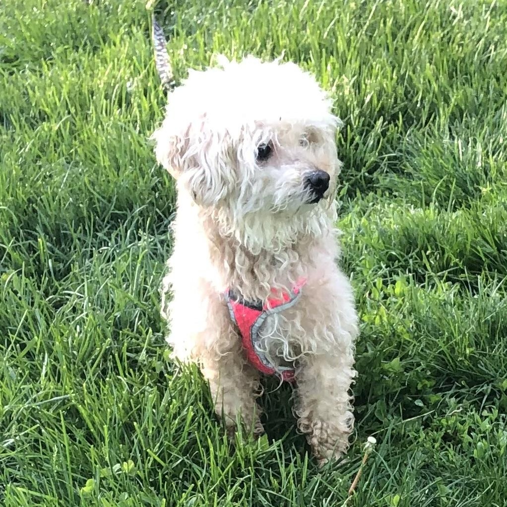 Dreamy , adopted, Adult Female Poodle.