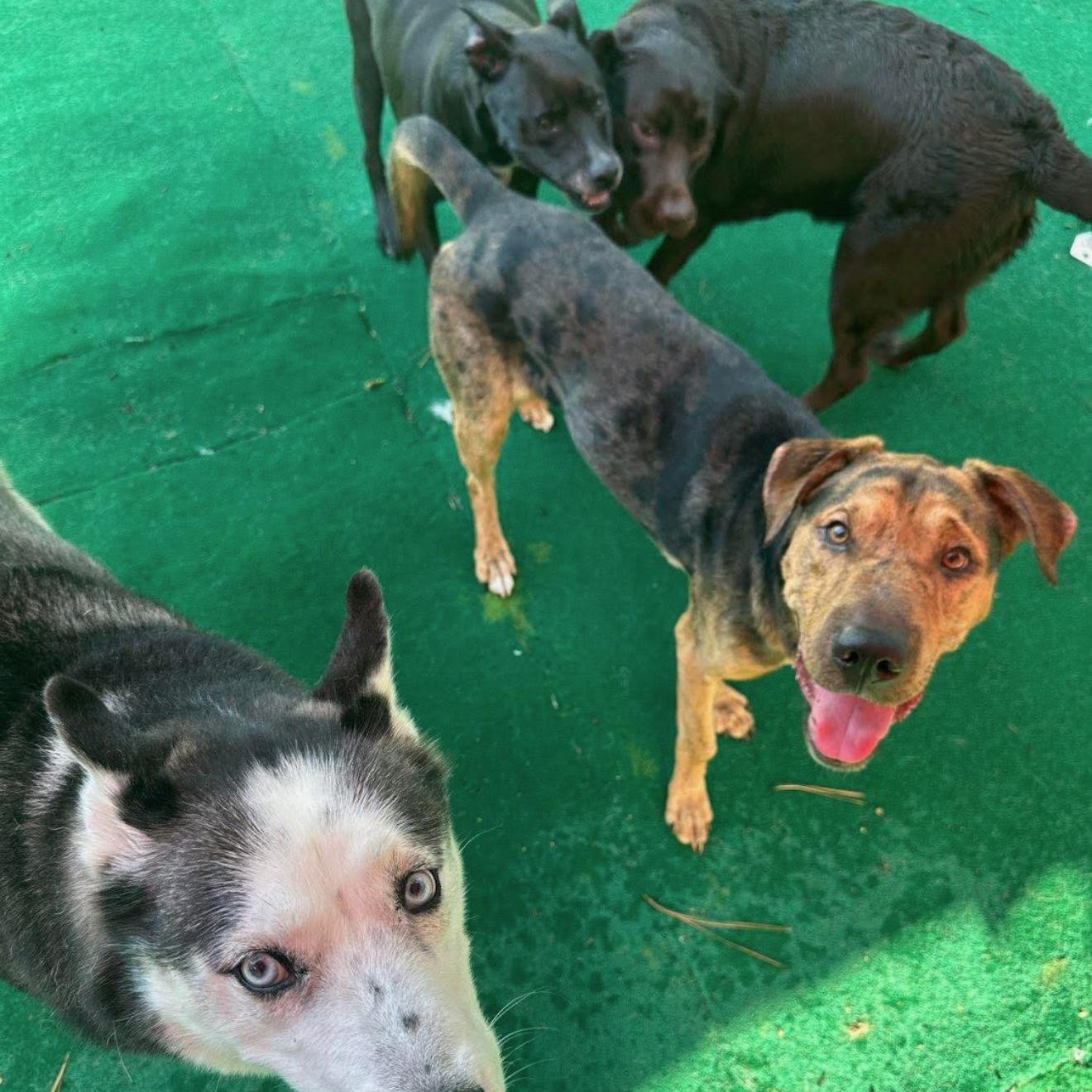 Enlarge Kane, a Adoptable mixed breed in Raleigh, NC image 4/4