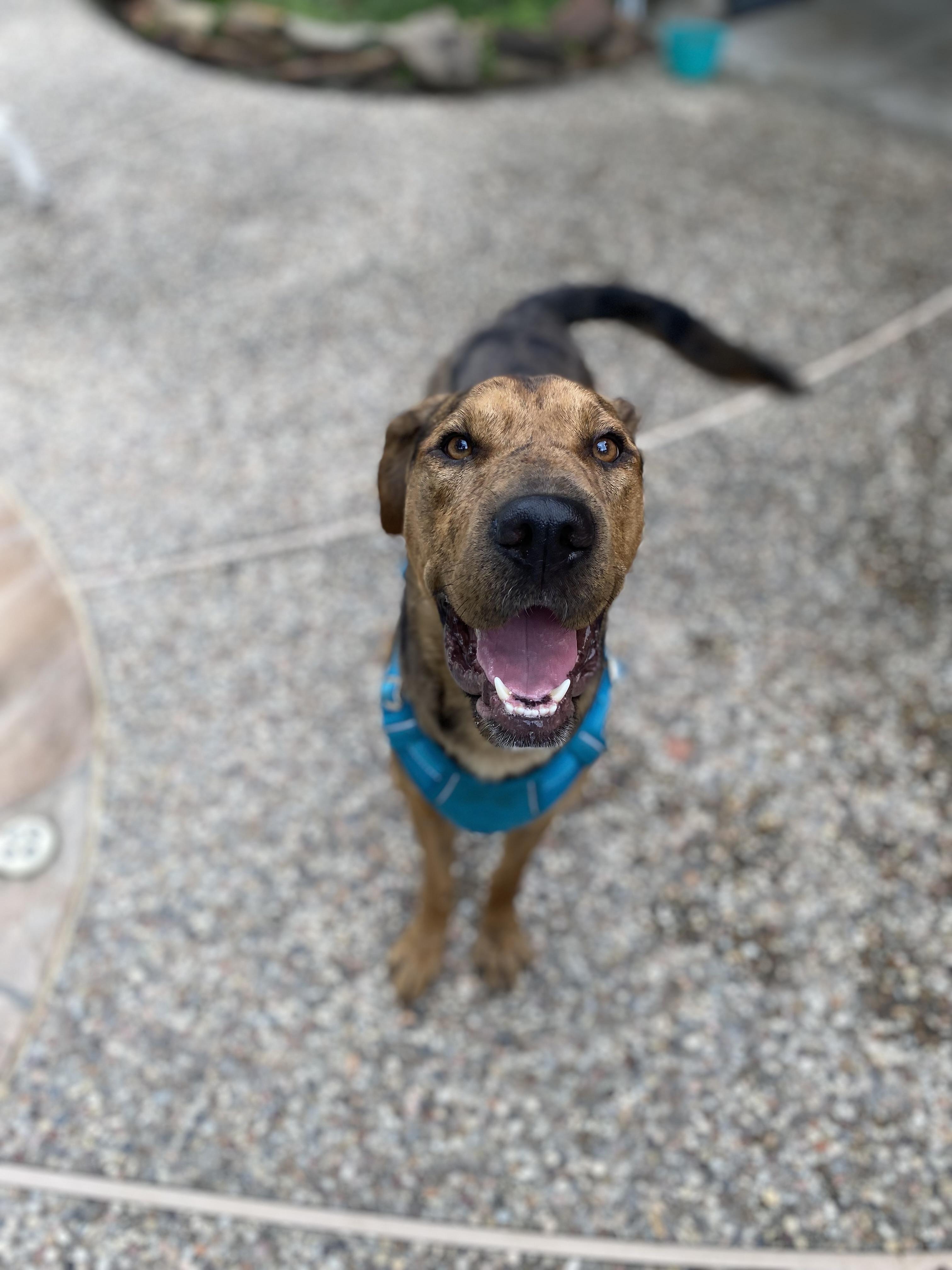 Kane, Adoptable, Young Male Mixed Breed.