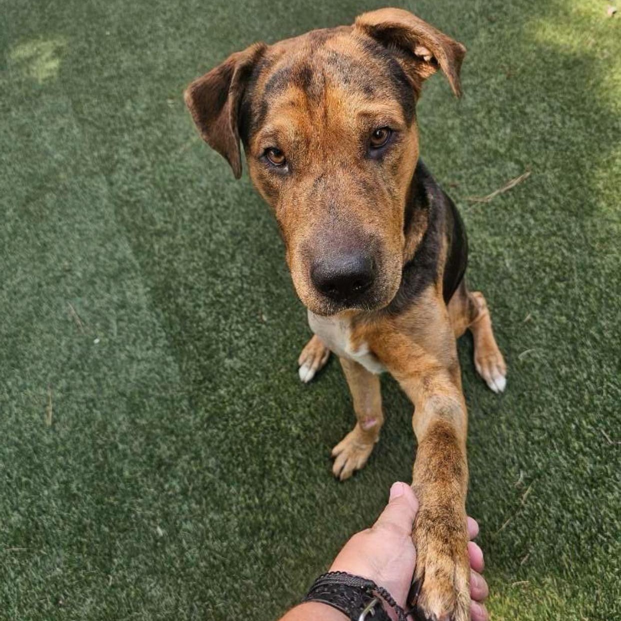 Enlarge Kane, a Adoptable mixed breed in Raleigh, NC image 2/4