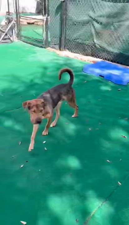 Enlarge Kane, a Adoptable mixed breed in Raleigh, NC video 3/4