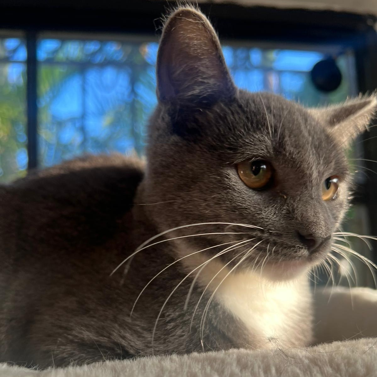 Enlarge Lazarito, a Adoptable Domestic Short Hair in Boston, MA image 1/5