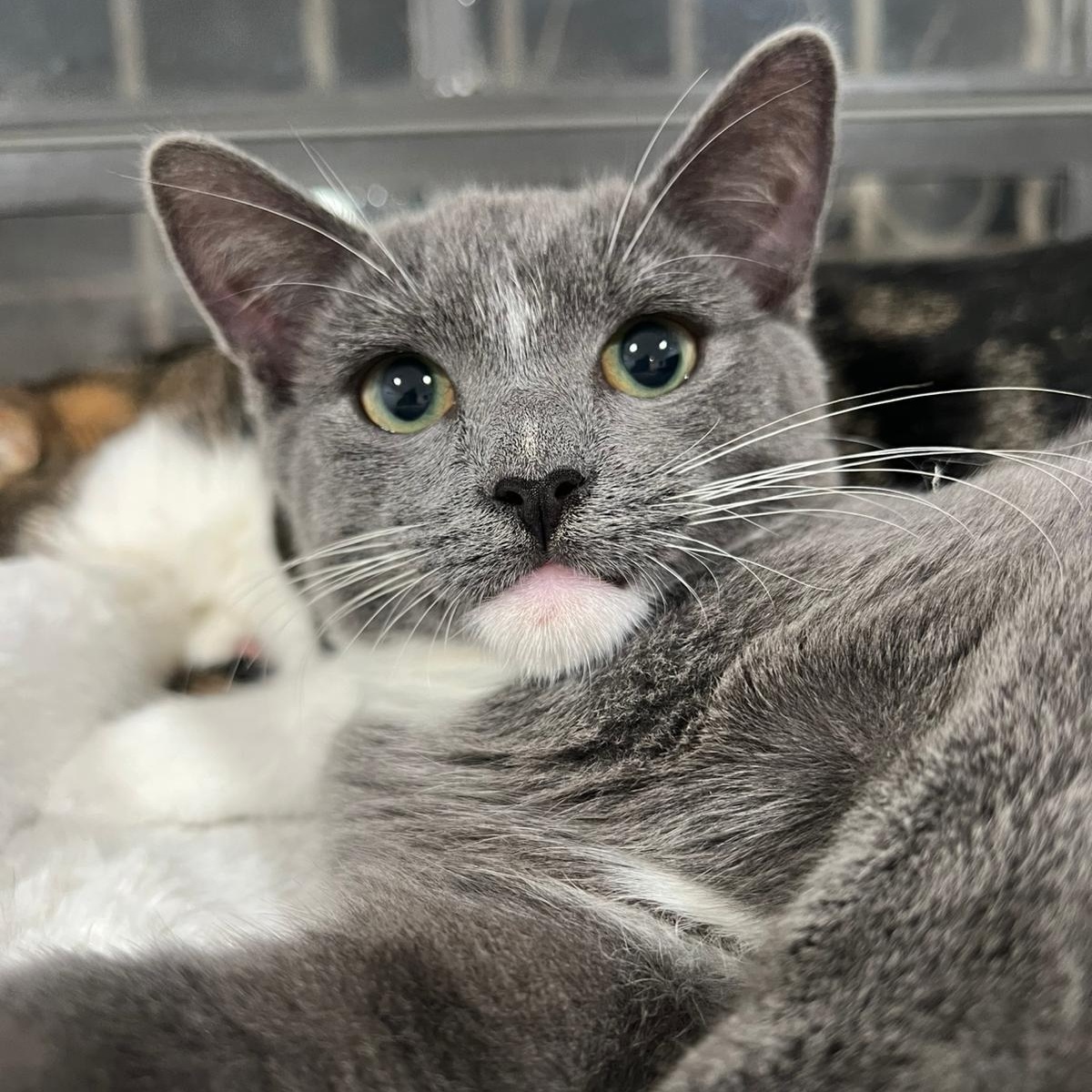 Enlarge Lazarito, a Adoptable Domestic Short Hair in Boston, MA image 2/5