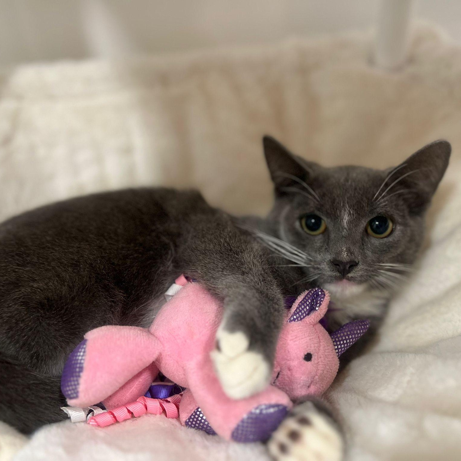 Enlarge Lazarito, a Adoptable Domestic Short Hair in Boston, MA image 3/5