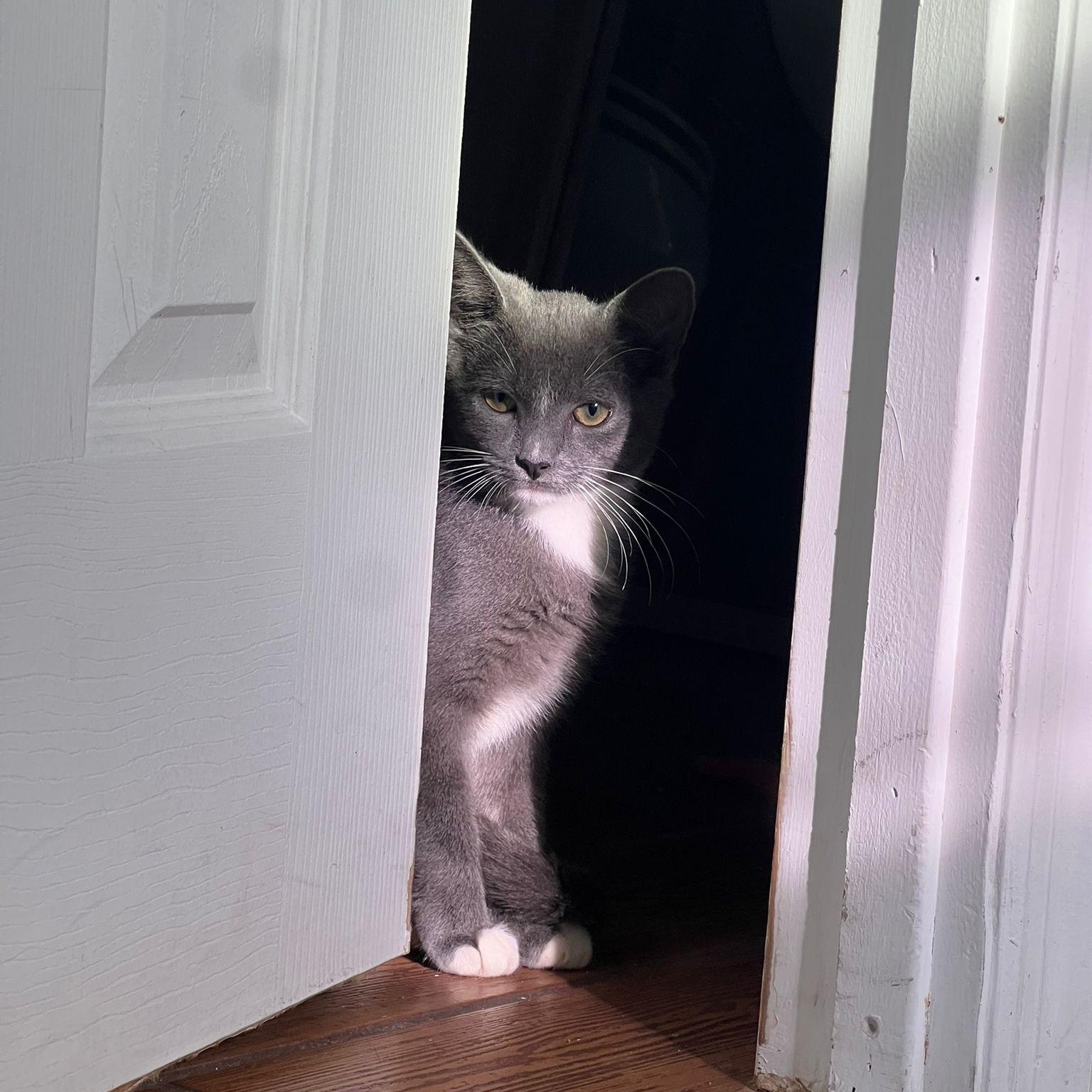 Enlarge Lazarito, a Adoptable Domestic Short Hair in Boston, MA image 4/5