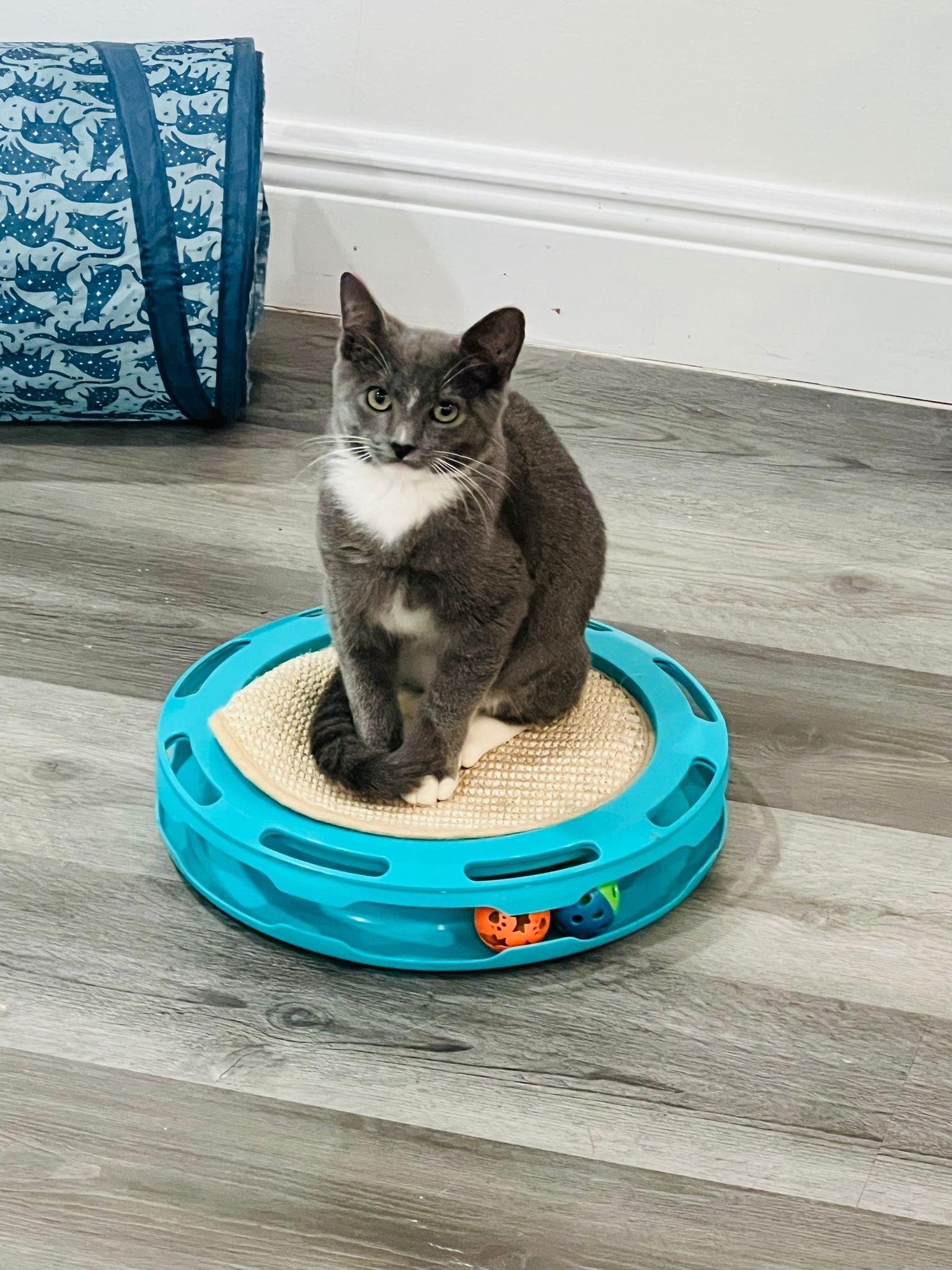 Enlarge Lazarito, a Adoptable Domestic Short Hair in Boston, MA image 5/5