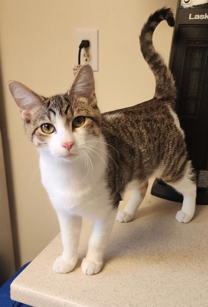 Heath, a ADOPTABLE mixed breed in Fairfield, IA image 2/2