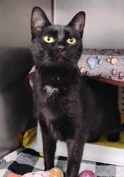 Enlarge Wren, a Adoptable mixed breed in Jamestown, NY image 1/1