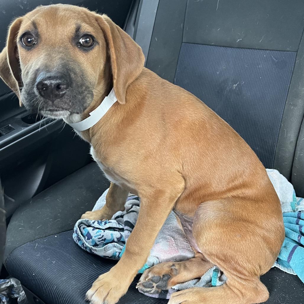 Rogue, Adoptable, Young Female Mixed Breed & None.