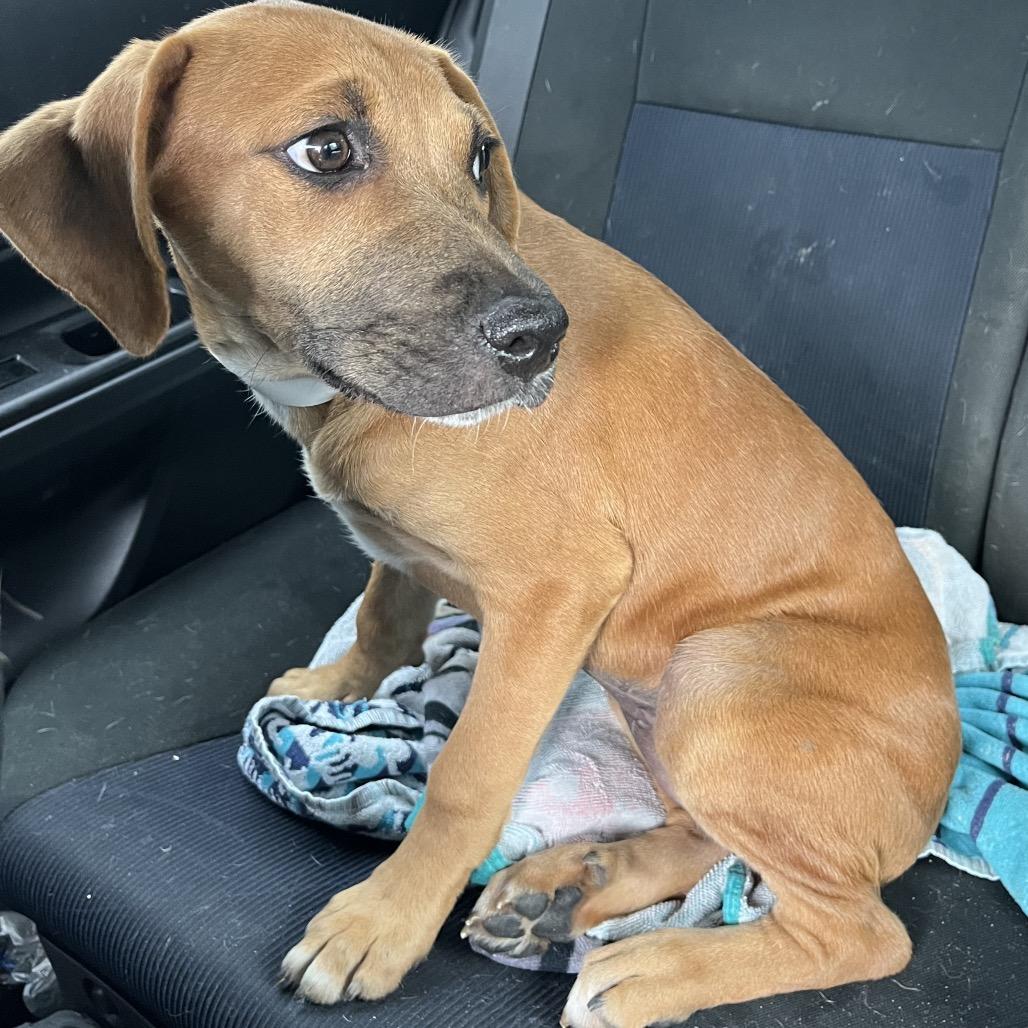 Enlarge Rogue, a Adoptable Mixed Breed in QUINCY, FL image 2/3