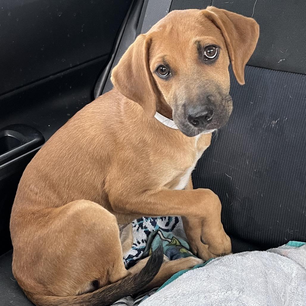 Enlarge Rogue, a Adoptable Mixed Breed in QUINCY, FL image 3/3