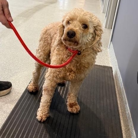 Taylormade ~ in foster care , ADOPTABLE, Senior Female Poodle & Goldendoodle.