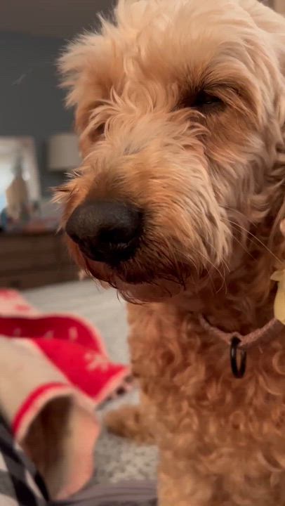Enlarge Taylormade ~ in foster care , an adopted mixed breed in Minooka, IL video 3/3