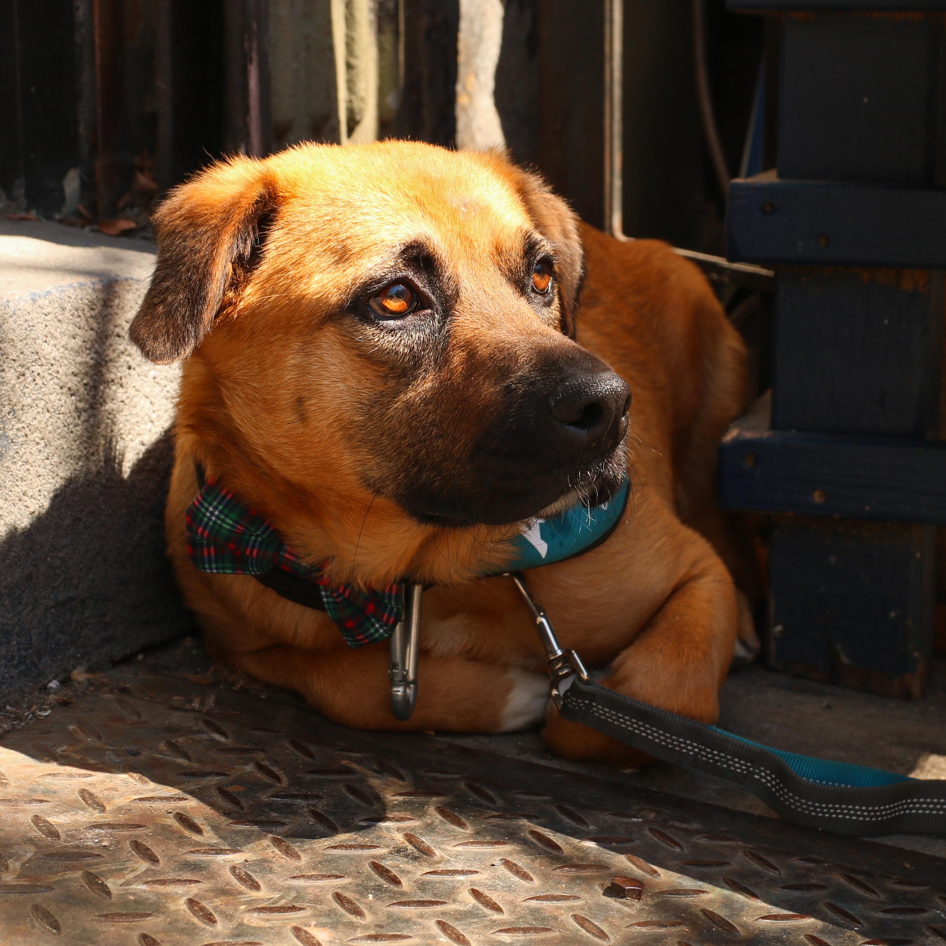 Enlarge Rob Rausch , a ADOPTABLE mixed breed in Brooklyn, NY image 3/5