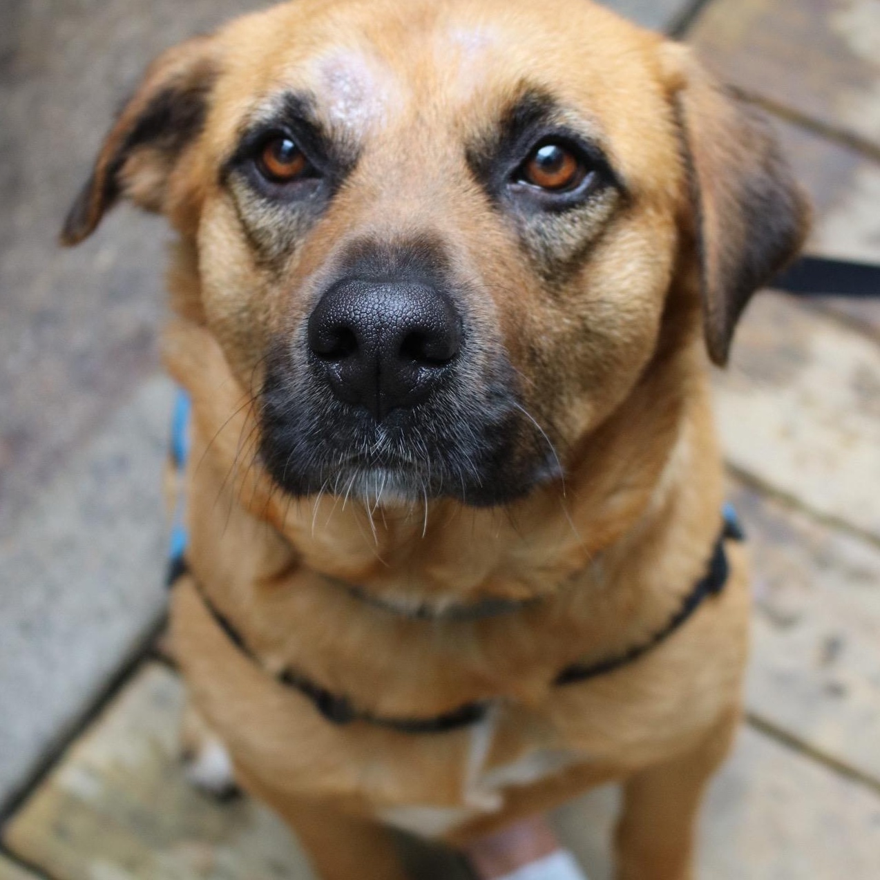 Enlarge Rob Rausch , a ADOPTABLE mixed breed in Brooklyn, NY image 1/5