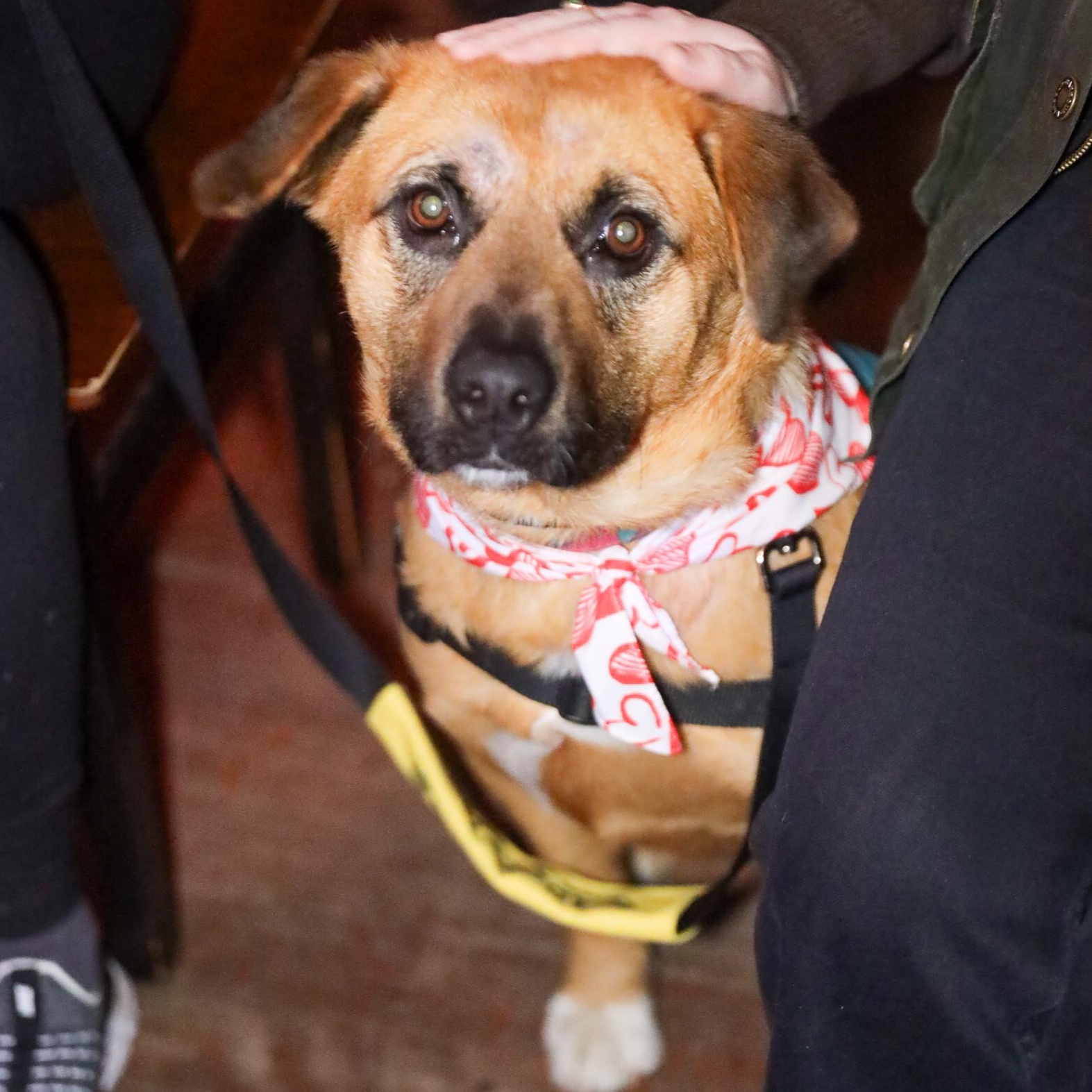 Enlarge Rob Rausch , a ADOPTABLE mixed breed in Brooklyn, NY image 3/5