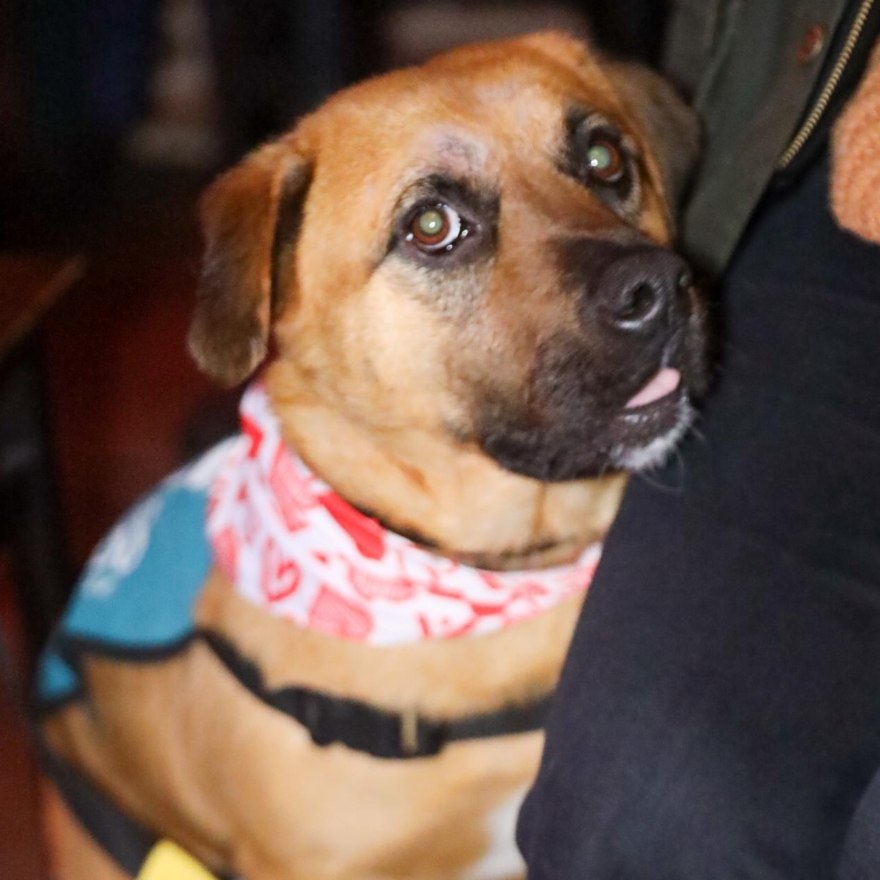 Rob Rausch , ADOPTABLE, Young Male Shepherd.