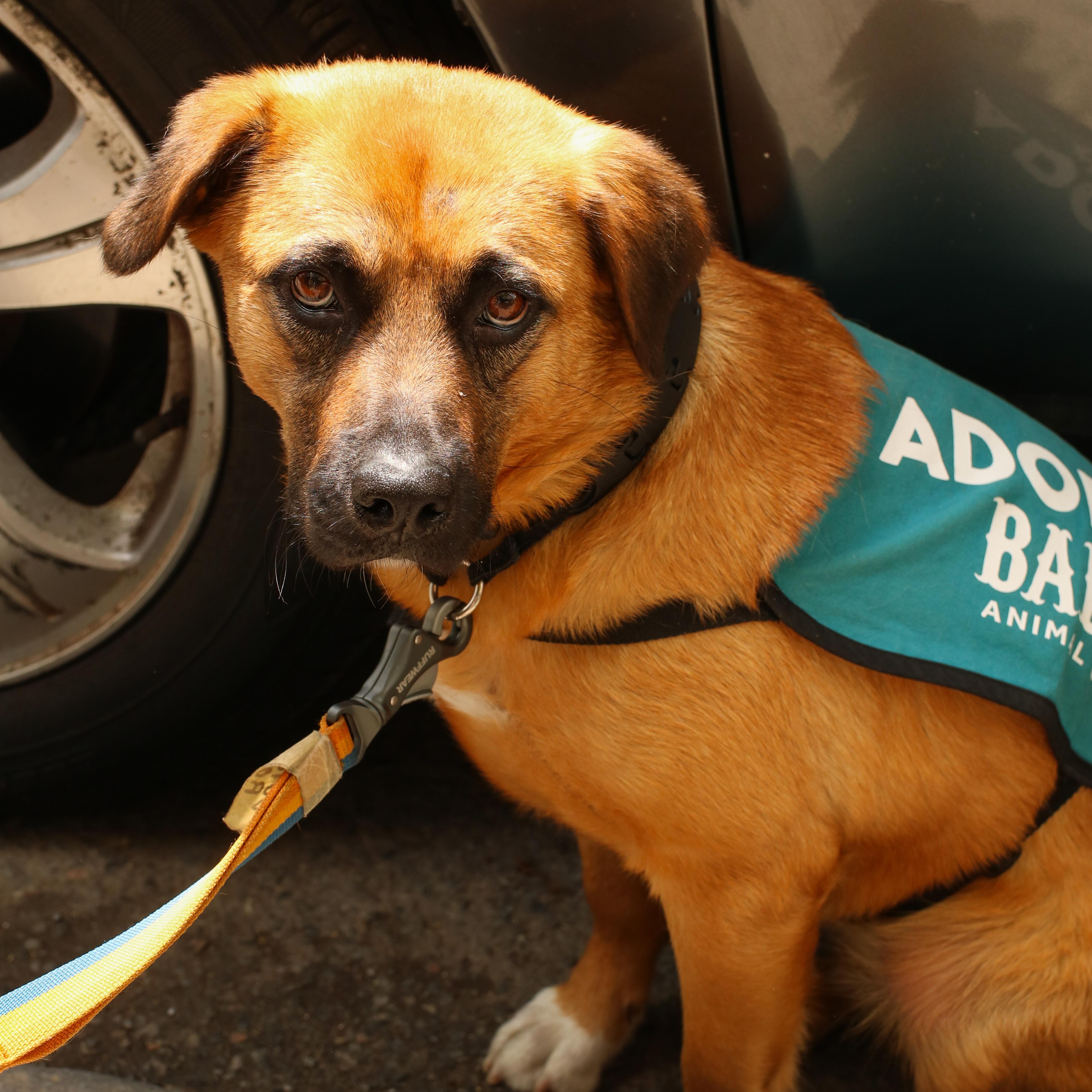 Rob Rausch , ADOPTABLE, Young Male Shepherd.