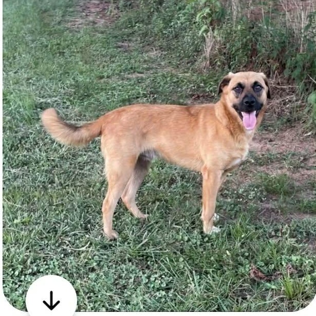 Enlarge Rob Rausch , a ADOPTABLE mixed breed in Brooklyn, NY image 1/1