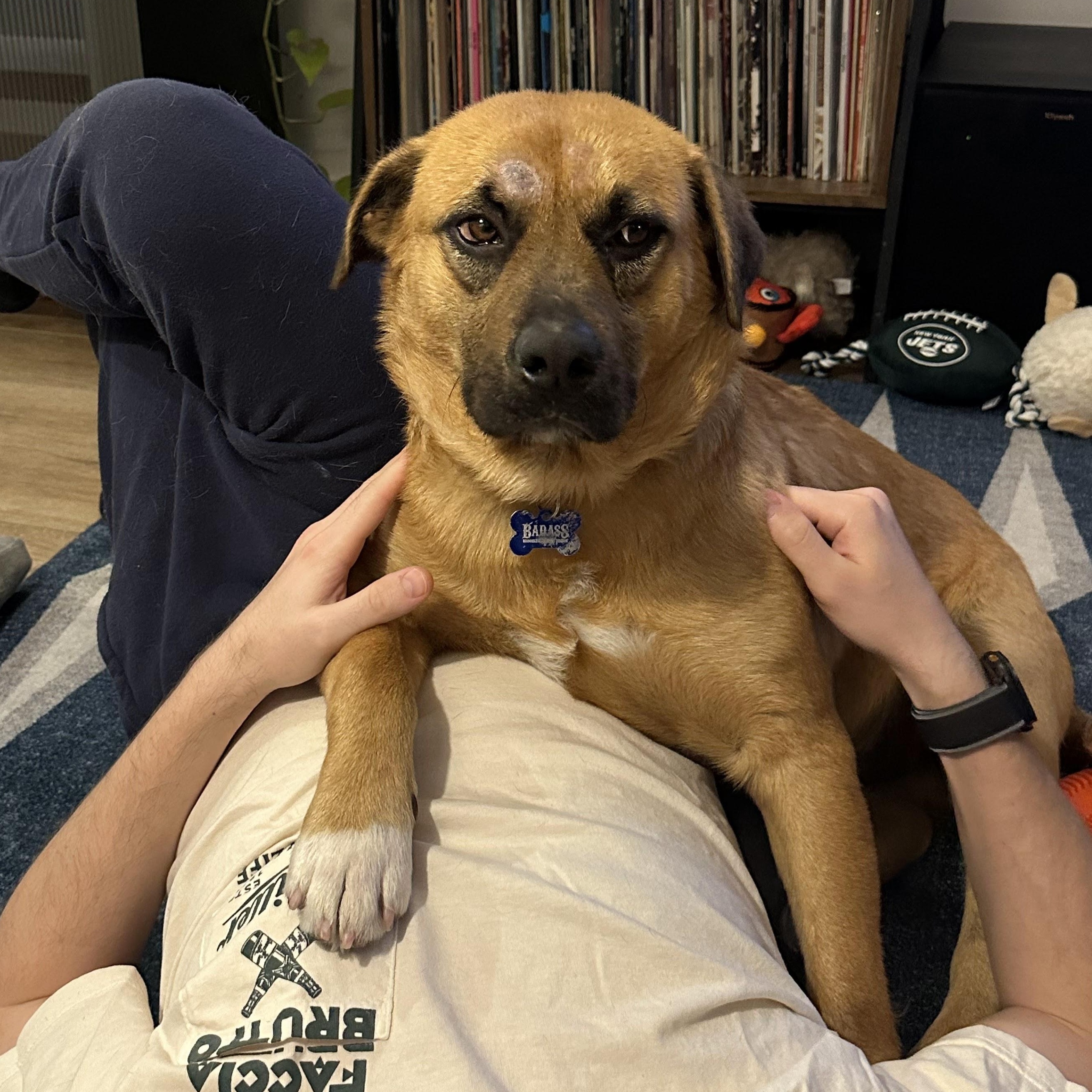 Enlarge Rob Rausch , a ADOPTABLE mixed breed in Brooklyn, NY image 4/5