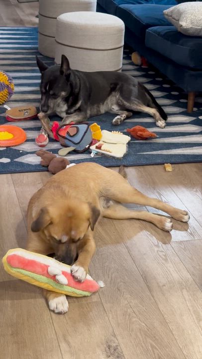 Enlarge Rob Rausch , a ADOPTABLE mixed breed in Brooklyn, NY video 5/5