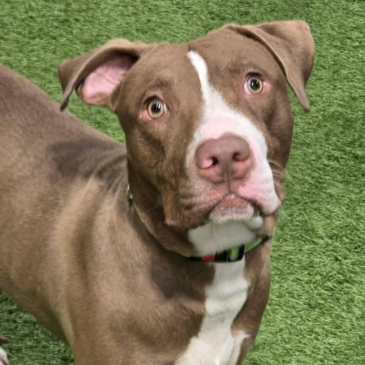 Enlarge Oliver Coop, a ADOPTABLE mixed breed in Racine, WI image 4/5