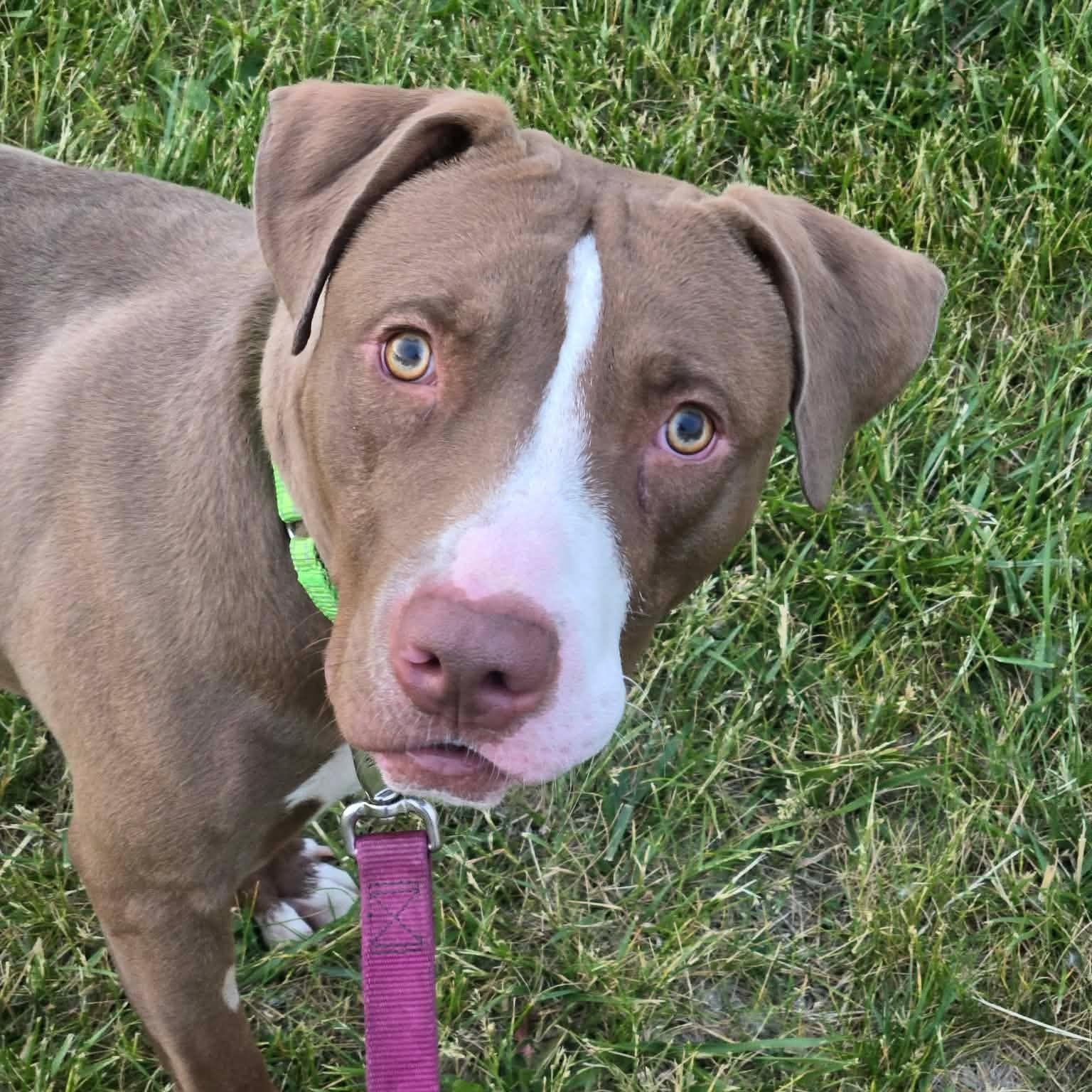 Enlarge Oliver Coop, a ADOPTABLE mixed breed in Racine, WI image 1/5