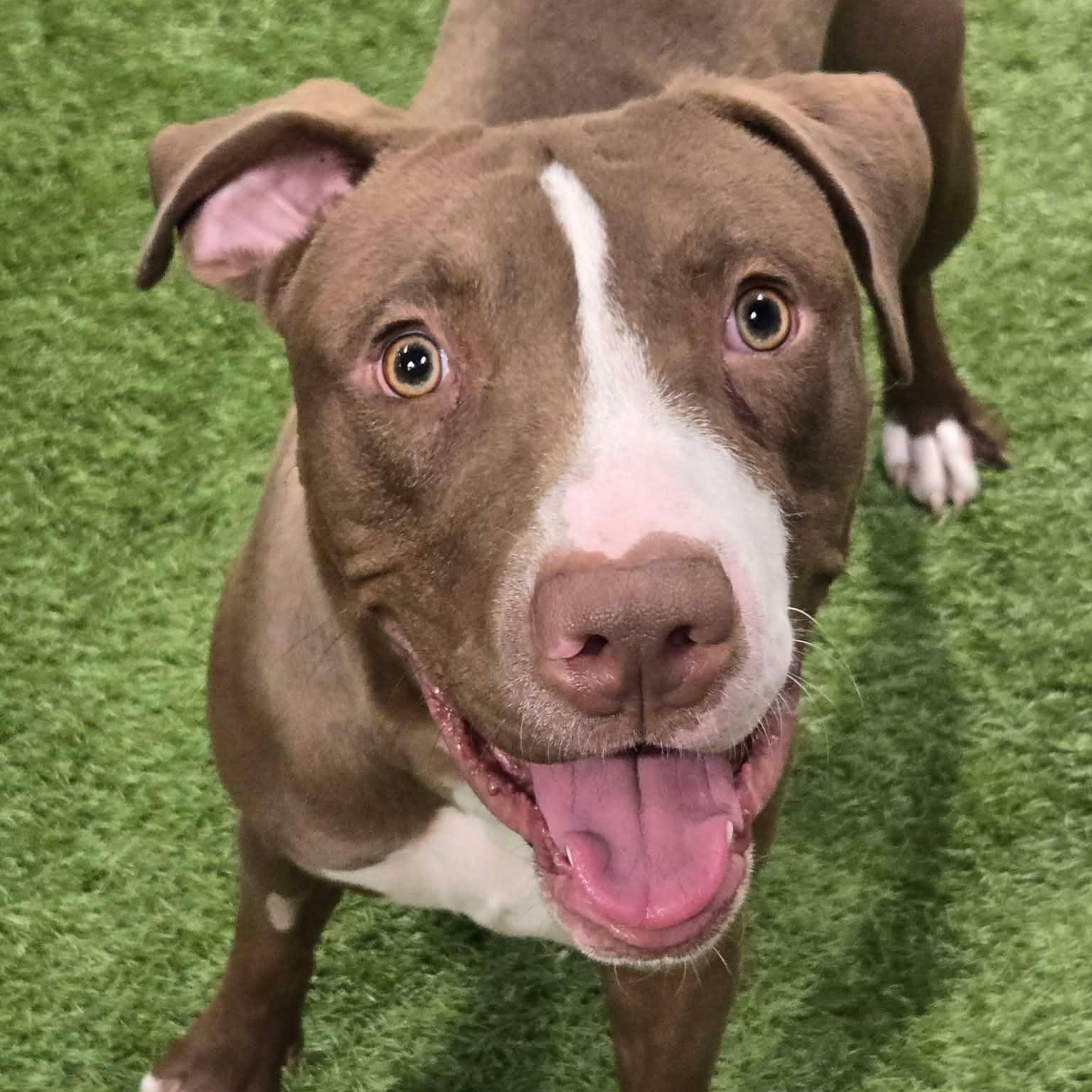 Enlarge Oliver Coop, a ADOPTABLE mixed breed in Racine, WI image 2/5