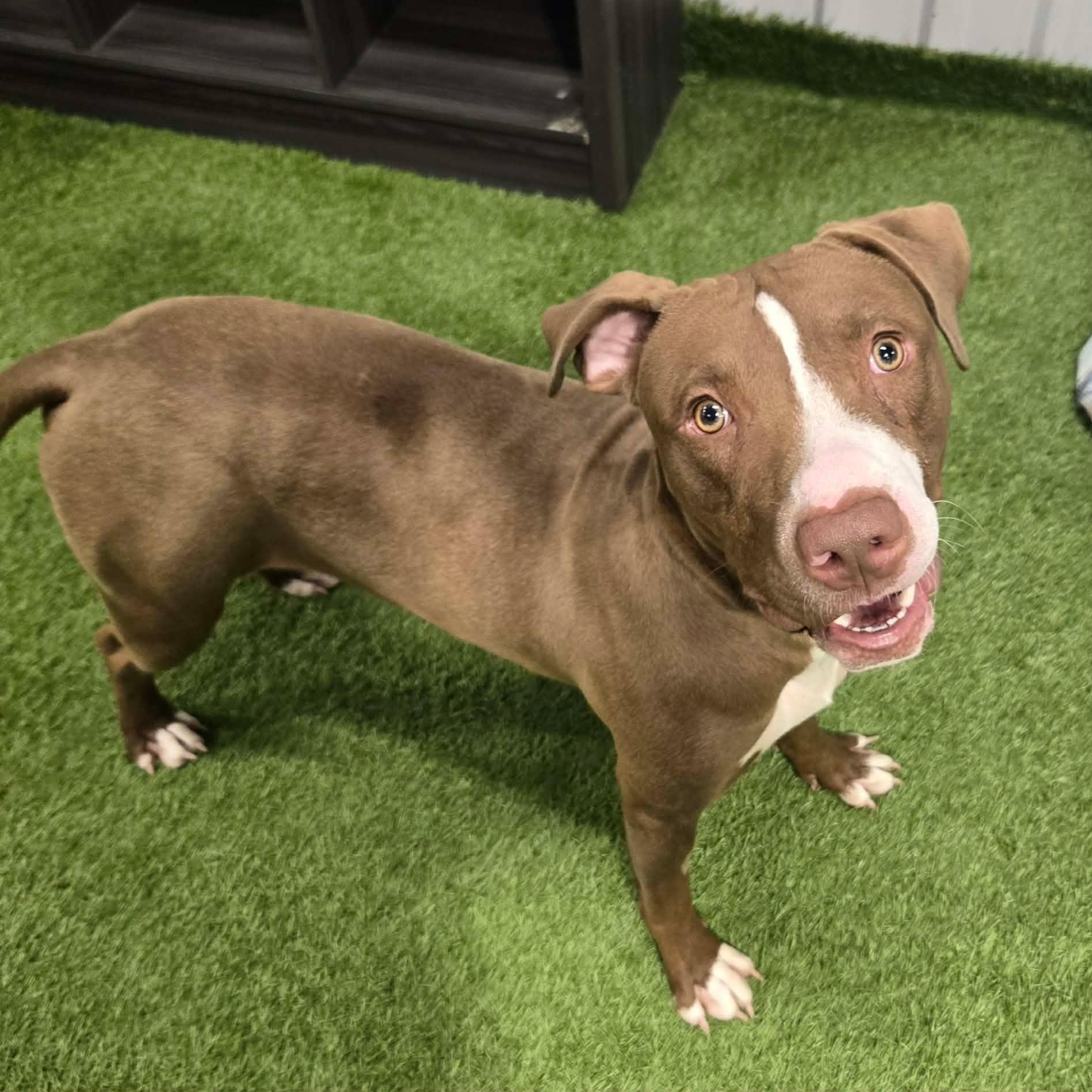 Enlarge Oliver Coop, a ADOPTABLE mixed breed in Racine, WI image 5/5