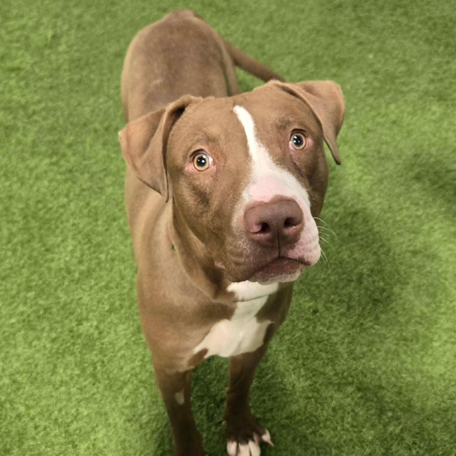 Enlarge Oliver Coop, a ADOPTABLE mixed breed in Racine, WI image 3/5