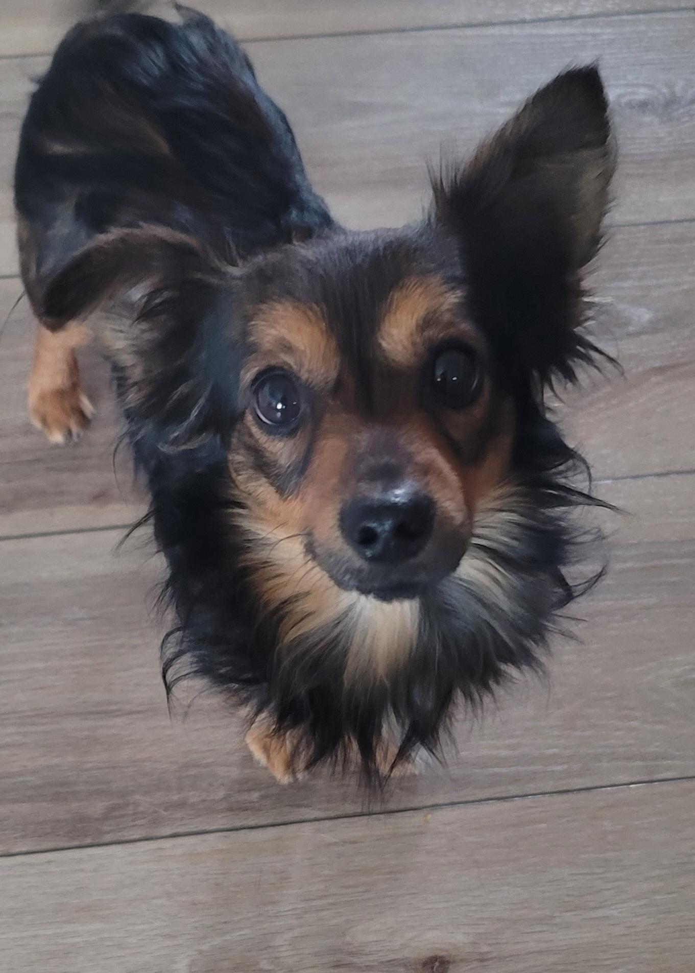 Buttons, ADOPTABLE, Young Male Mixed Breed.