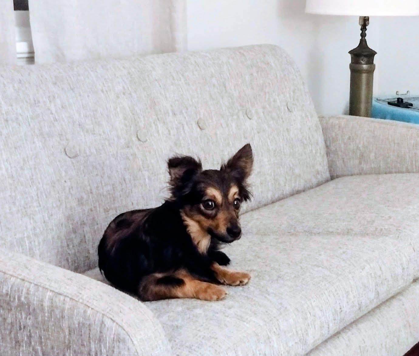 Enlarge Buttons, a ADOPTABLE mixed breed in Midlothian, VA image 2/2