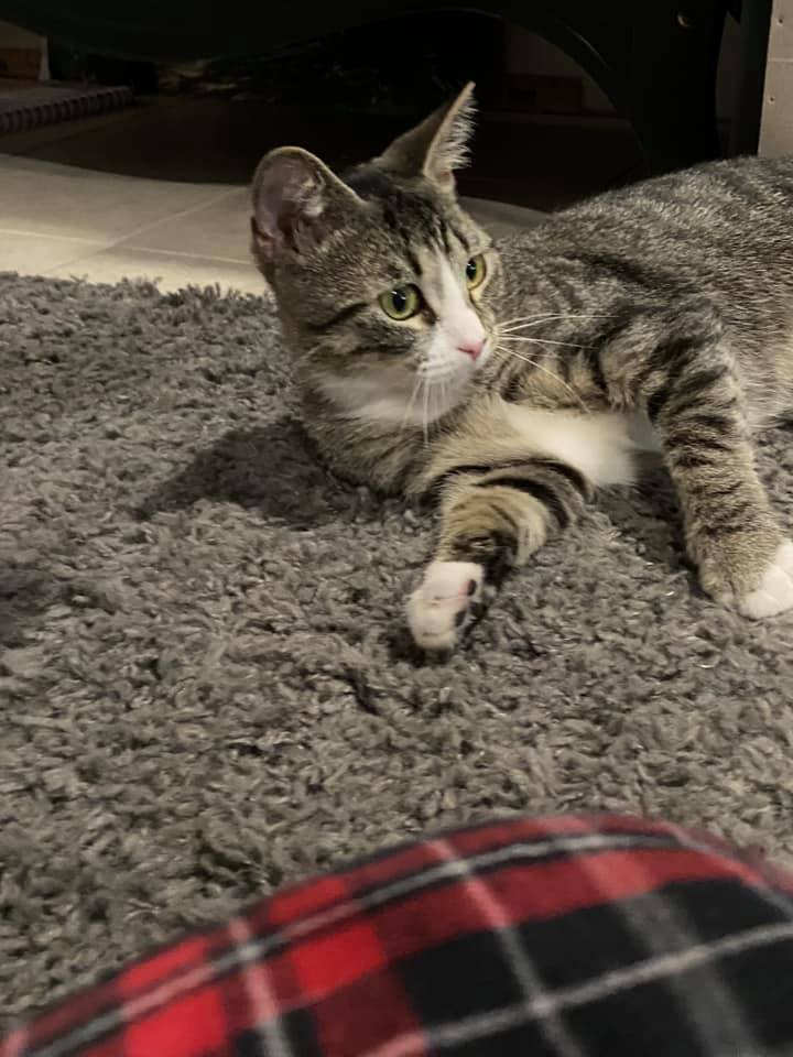 Enlarge Moira, a Adoptable Tabby in Maitland, FL image 6/9