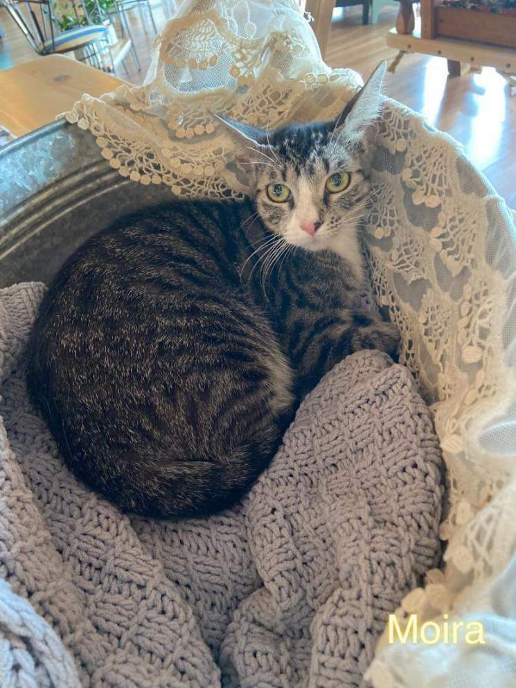 Enlarge Moira, a Adoptable Tabby in Maitland, FL image 7/9