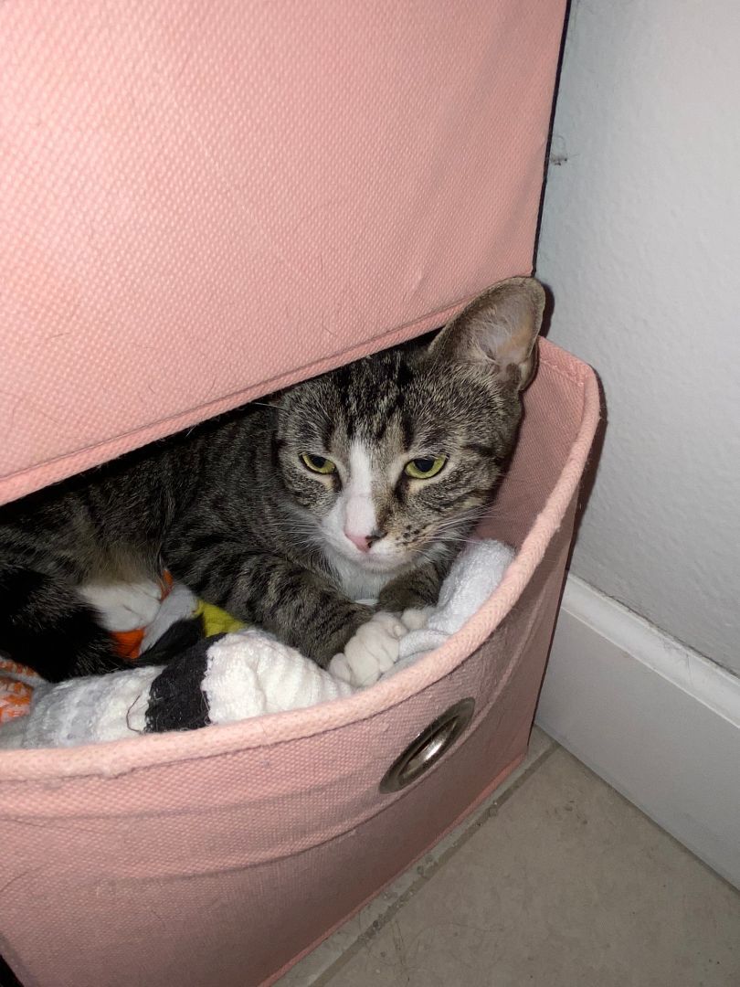 Enlarge Moira, a Adoptable Tabby in Maitland, FL image 8/9