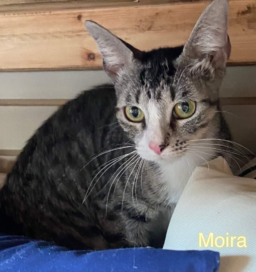 Enlarge Moira, a Adoptable Tabby in Maitland, FL image 9/9