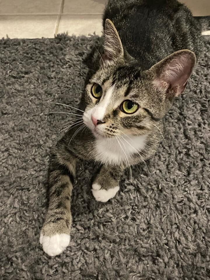 Enlarge Moira, a Adoptable Tabby in Maitland, FL image 1/9