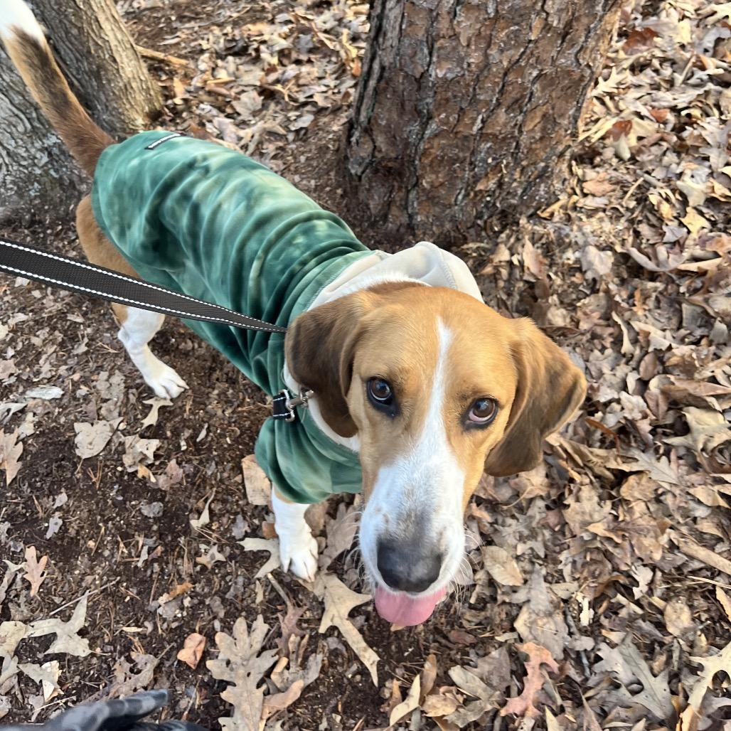 Rocher, a Adoptable mixed breed in Troy, VA image 1/6