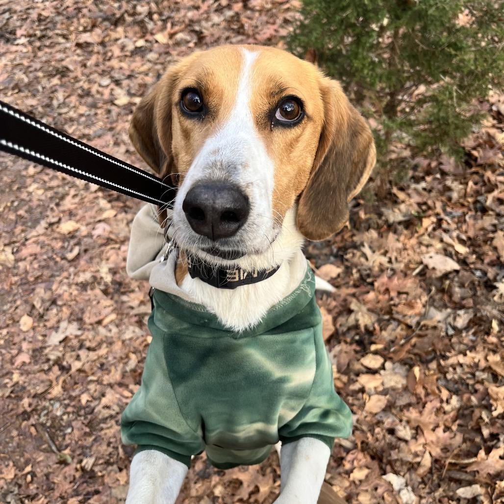 Rocher, a Adoptable mixed breed in Troy, VA image 2/6