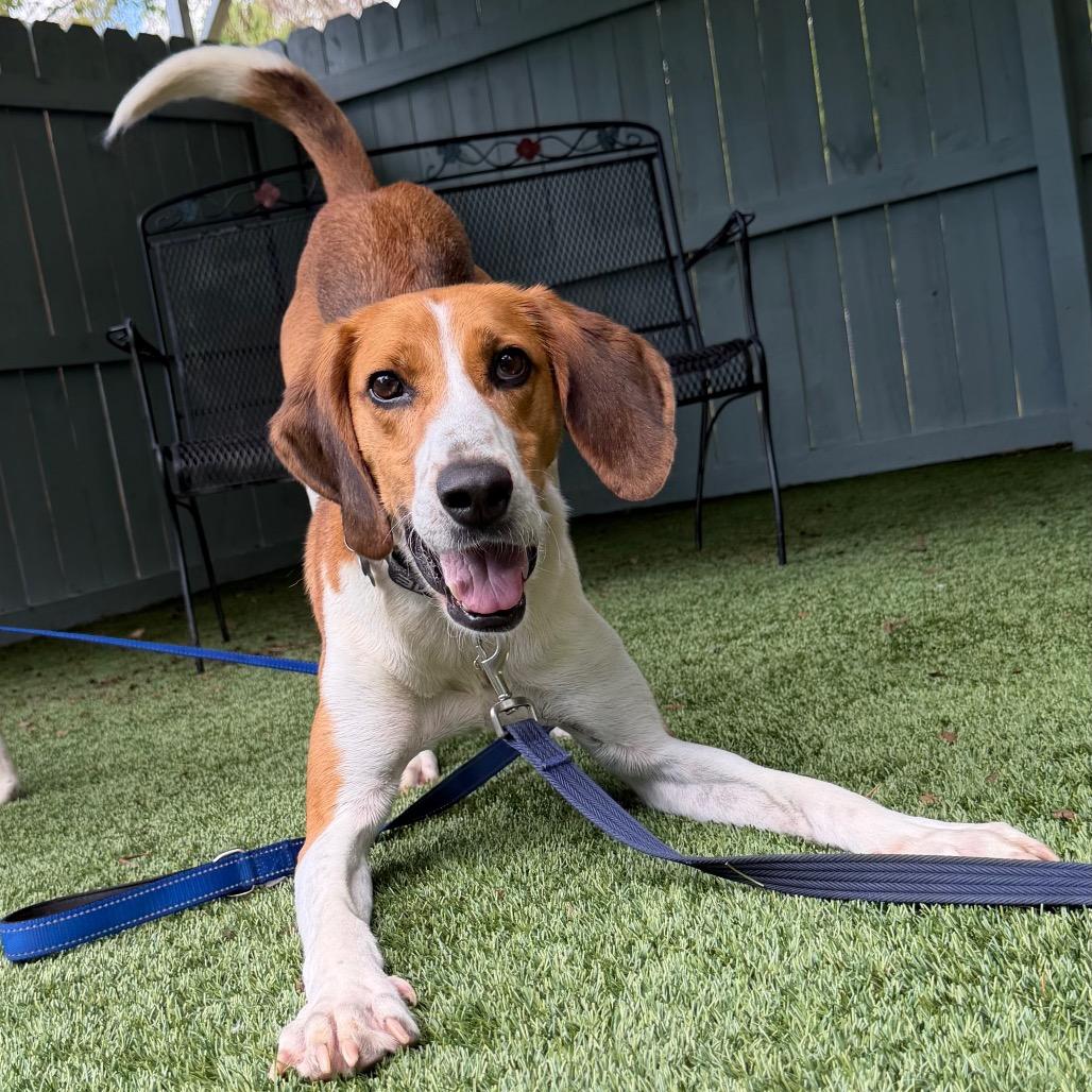Rocher, a Adoptable mixed breed in Troy, VA image 3/6