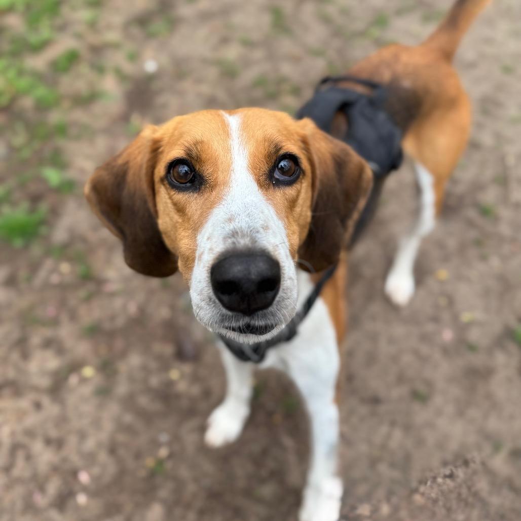 Rocher, a Adoptable mixed breed in Troy, VA image 5/6