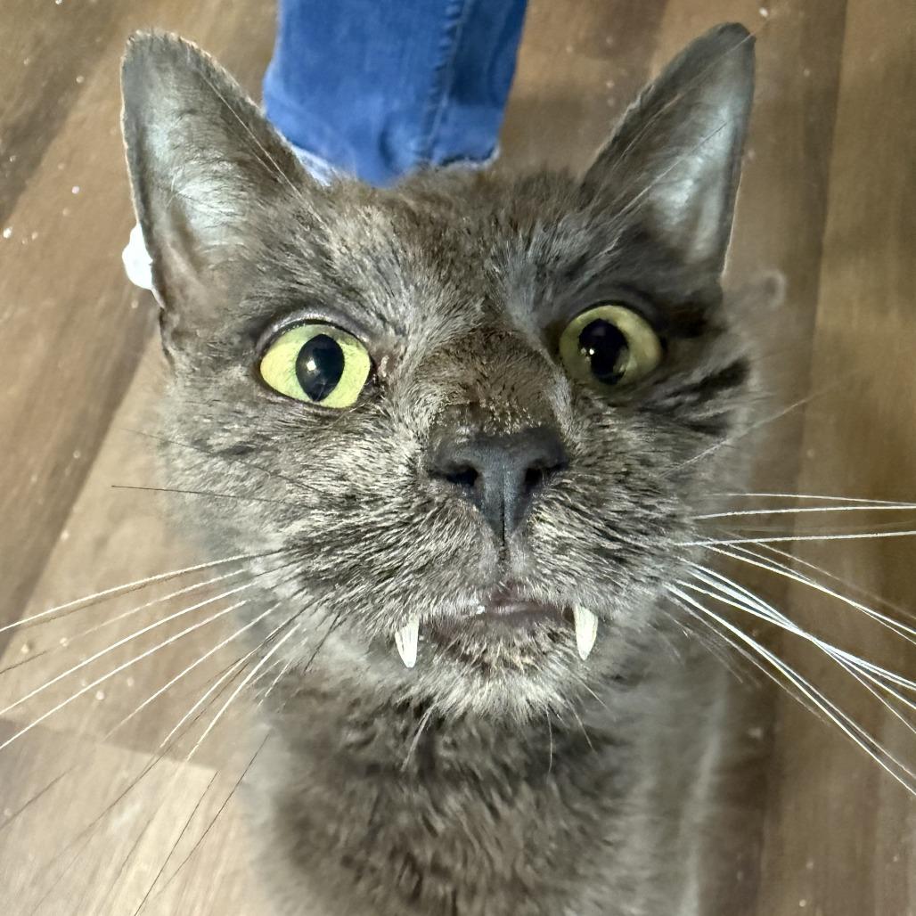 Fangs Bowers, Adoptable, Adult Male Domestic Short Hair.