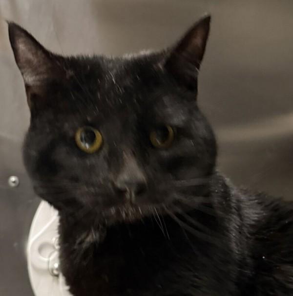 Phil, Adoptable, Adult Male Domestic Short Hair.