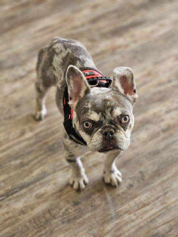 Enlarge Wyatt (Special Needs), a Adoptable French Bulldog in San Clemente, CA image 1/3